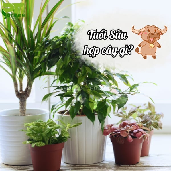 Những cây phong thủy cho người tuổi Sửu | Phương Trung Green